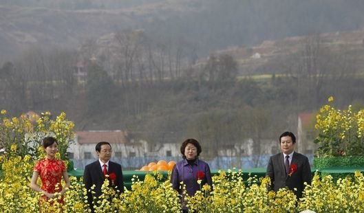 油菜花