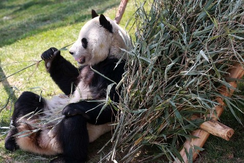 秦岭四宝 大熊猫